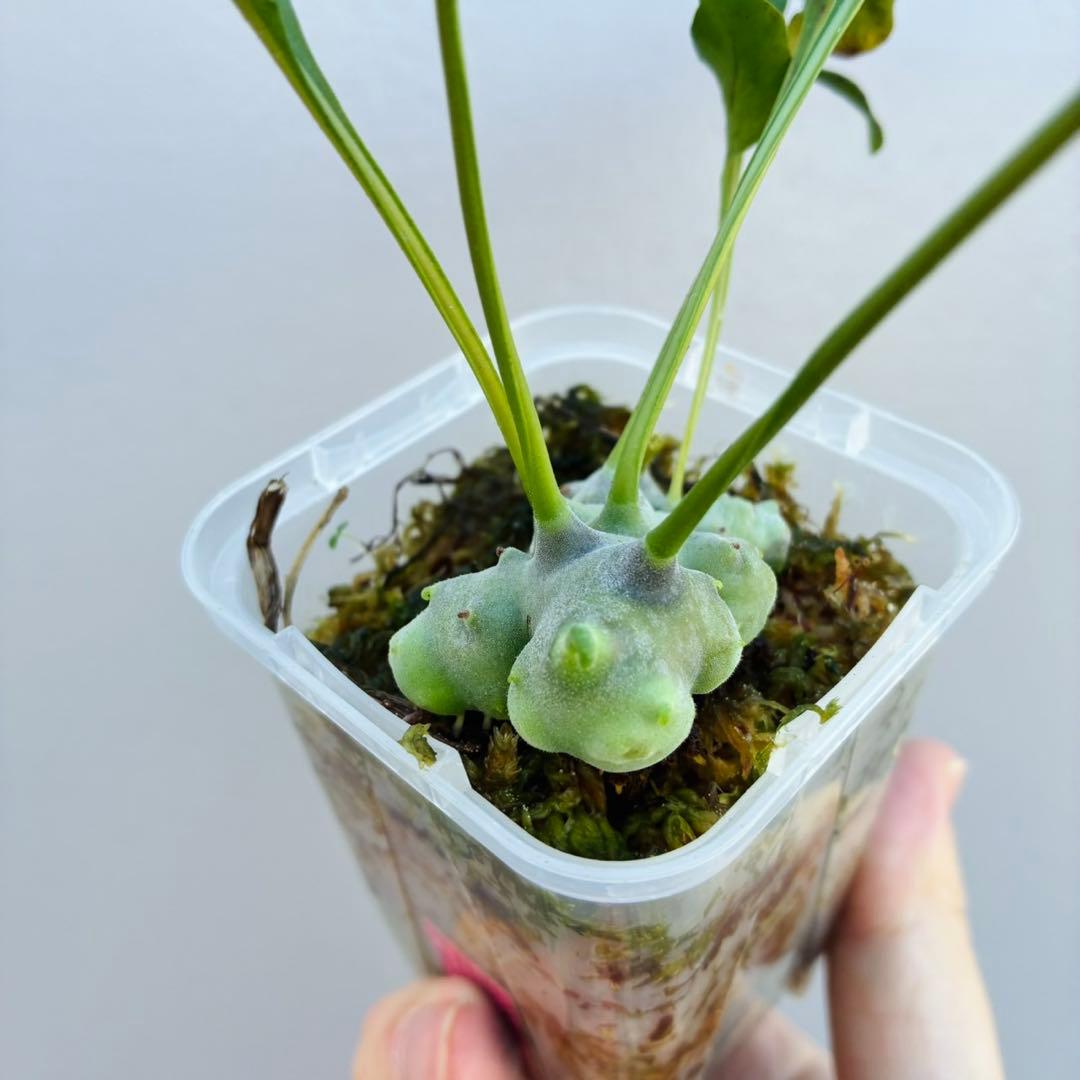 【希少・美麗】レカノプテリス　ルゾネンシス＋イエローチップ　計2点