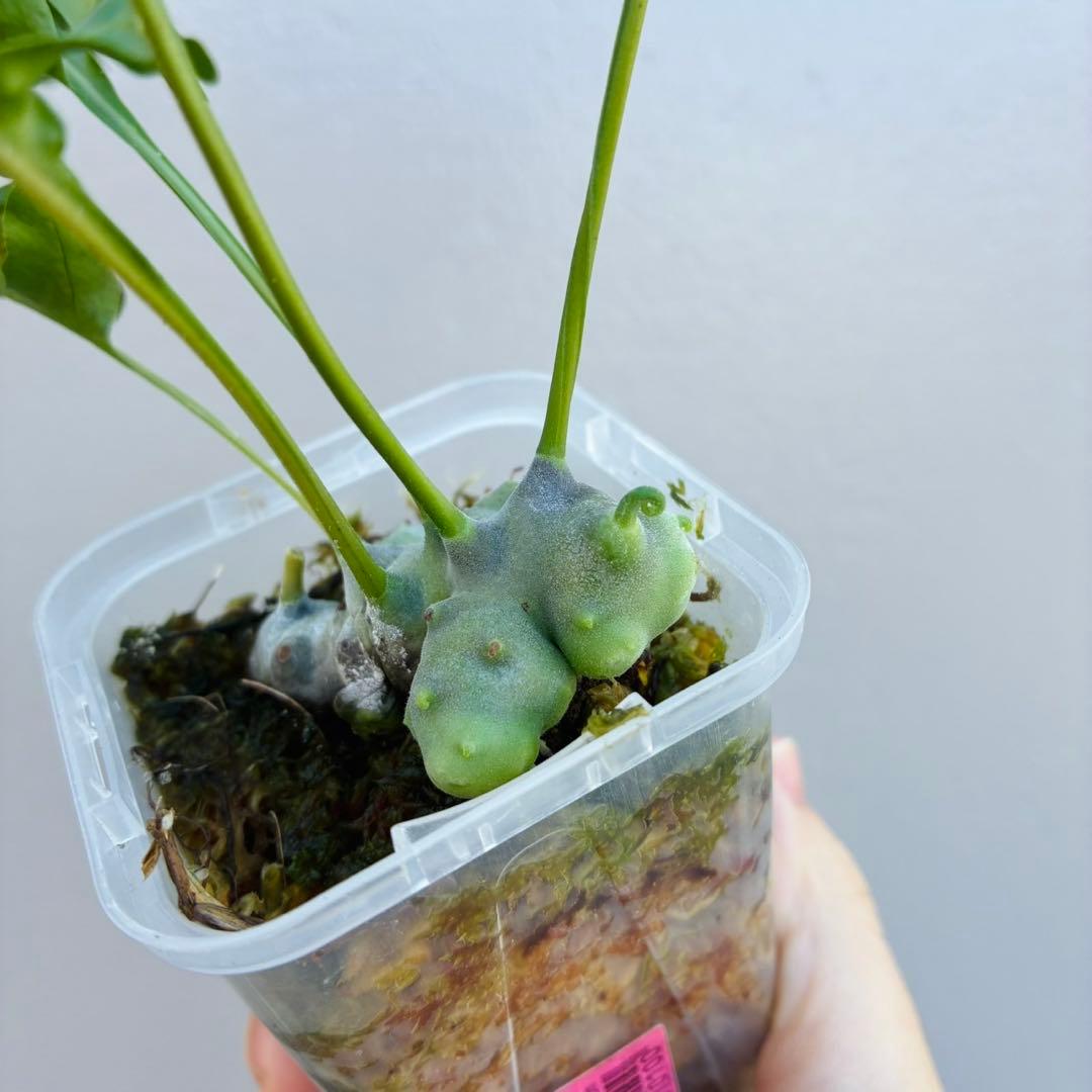 【希少・美麗】レカノプテリス　ルゾネンシス＋イエローチップ　計2点