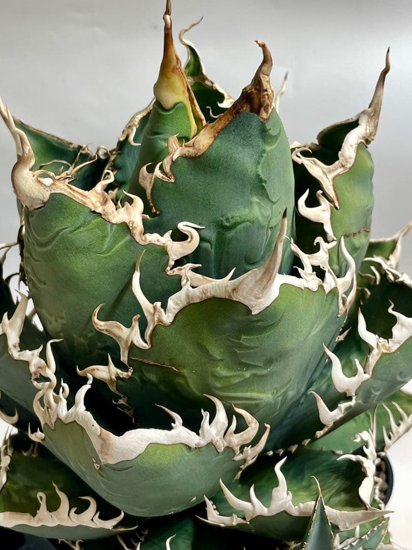 現品 親株 アガベ チタノタ 海王