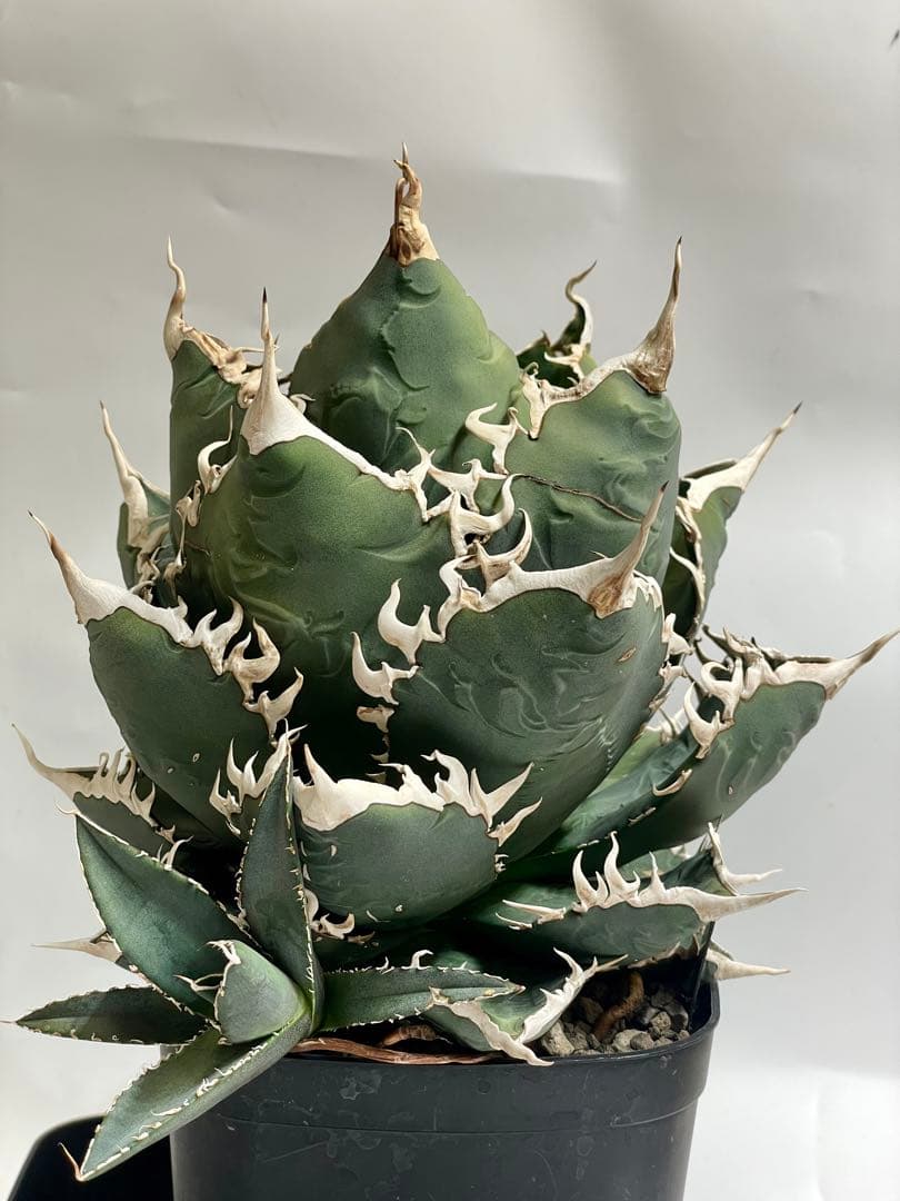 現品 親株 アガベ チタノタ 海王