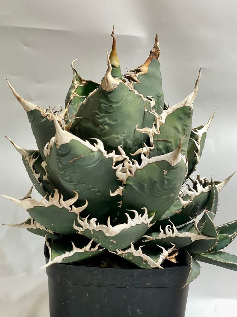 現品 親株 アガベ チタノタ 海王