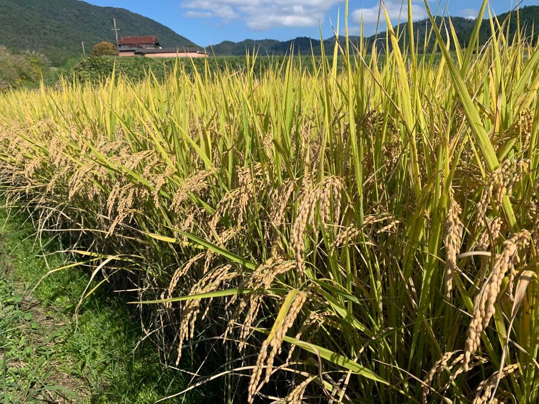 令和7年度産　ヒノヒカリ20kg(ヒノヒカリ)送料込　減農薬　農家のお米