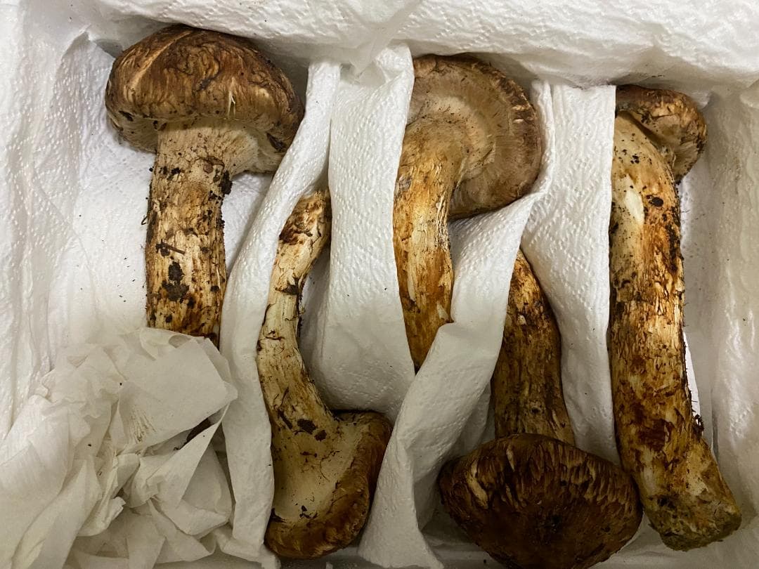 松茸・中蕾終盤特売早い者勝ち１ｋｇ