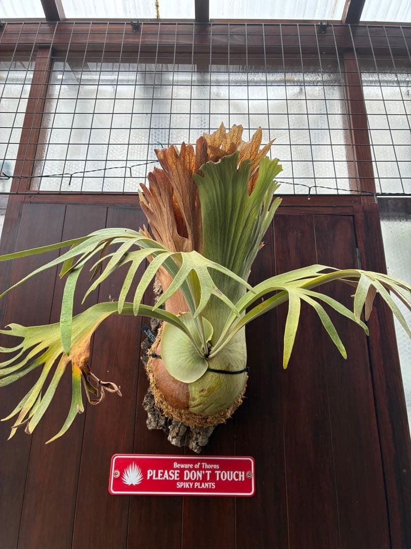 ビカクシダss.foong ウィリンキーベイチーリドレイヒリー