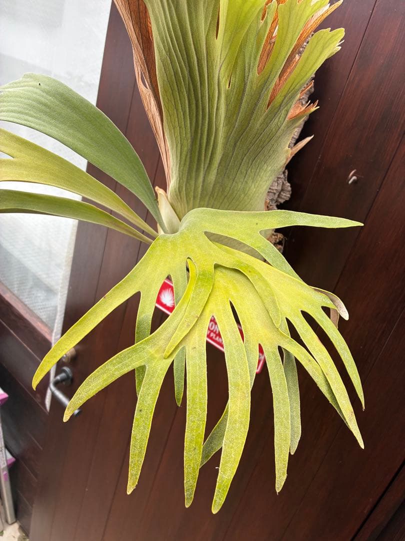 ビカクシダss.foong ウィリンキーベイチーリドレイヒリー