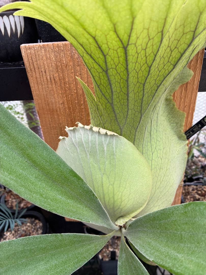 ビカクシダss.foong ウィリンキーベイチーリドレイヒリー