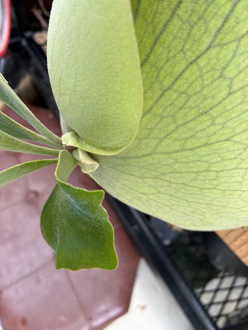 ビカクシダss.foong ウィリンキーベイチーリドレイヒリー