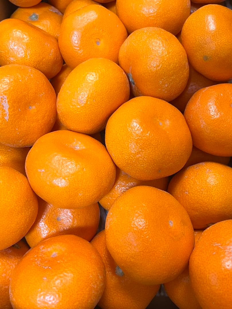 日本一のみかん　「的兵みかん」丹生系赤秀品L5キロ