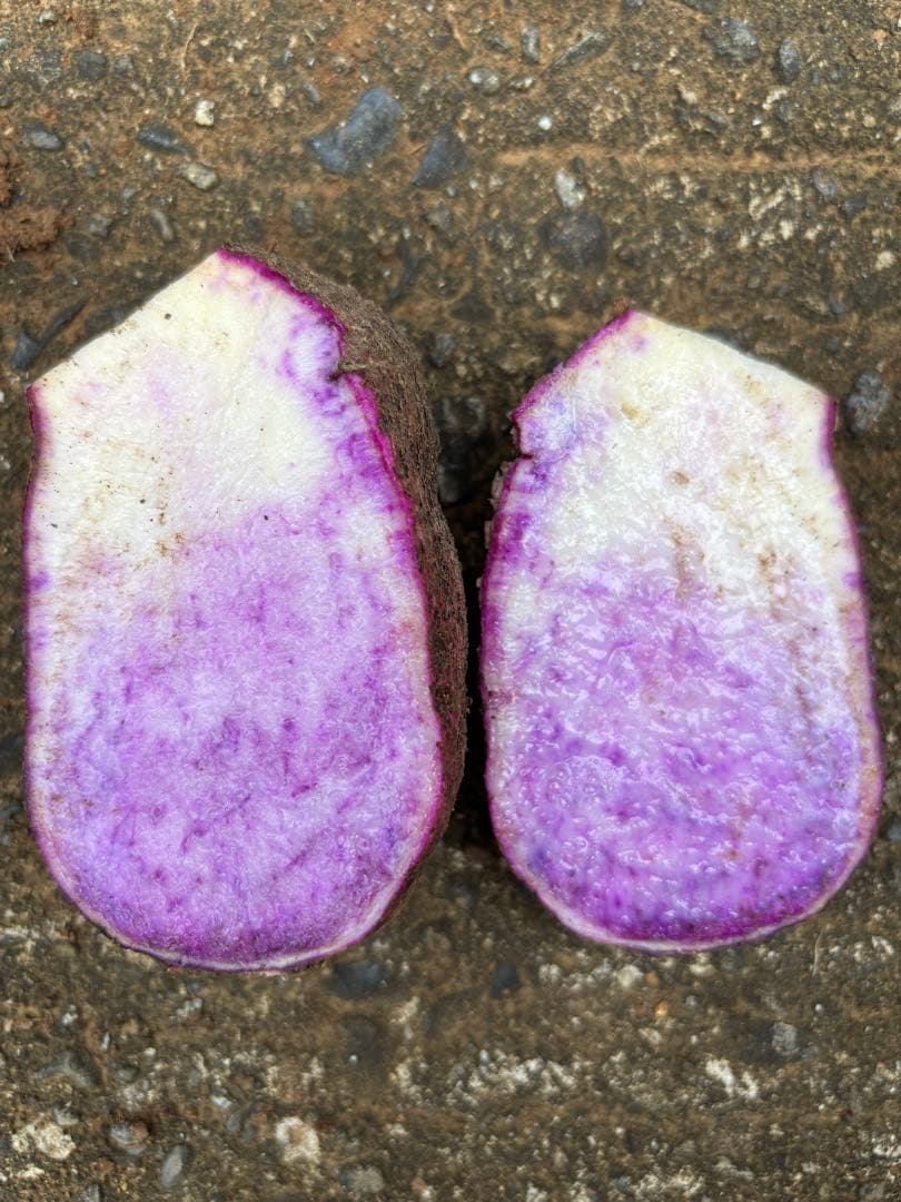 うずまき 紫山芋20kg(正月特価)