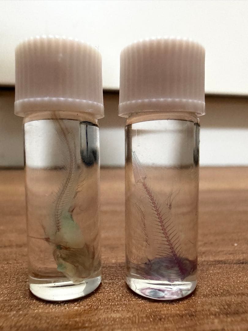 お*！様 透明標本　4個セット