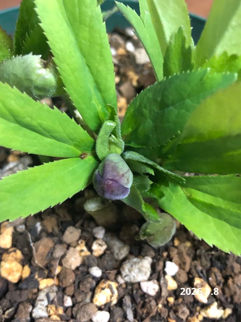 クリスマスローズ　原種　クロアチクス②