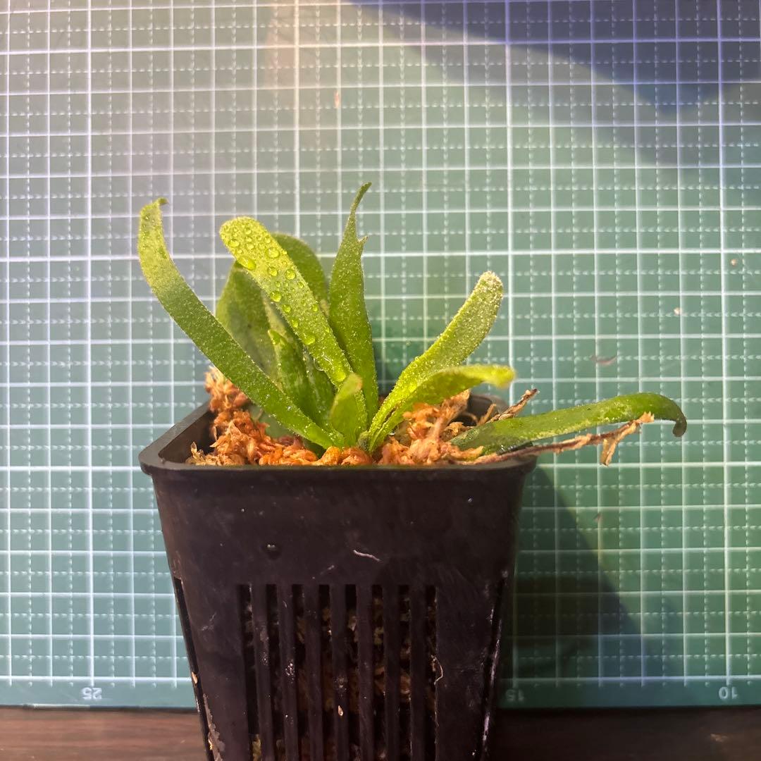 こ*こ様 ウィリンキー原種