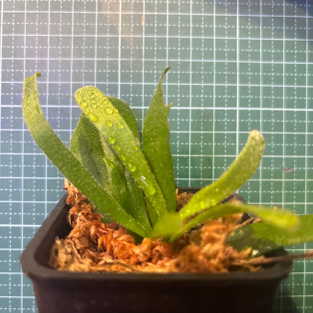 こ*こ様 ウィリンキー原種