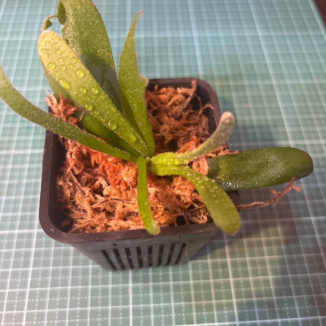 こ*こ様 ウィリンキー原種