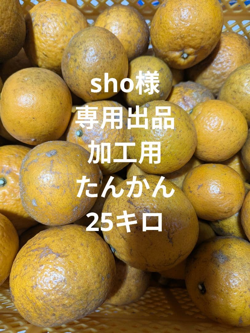 奄美大島産　たんかん　農薬・化学肥料不使用栽培　25キロ