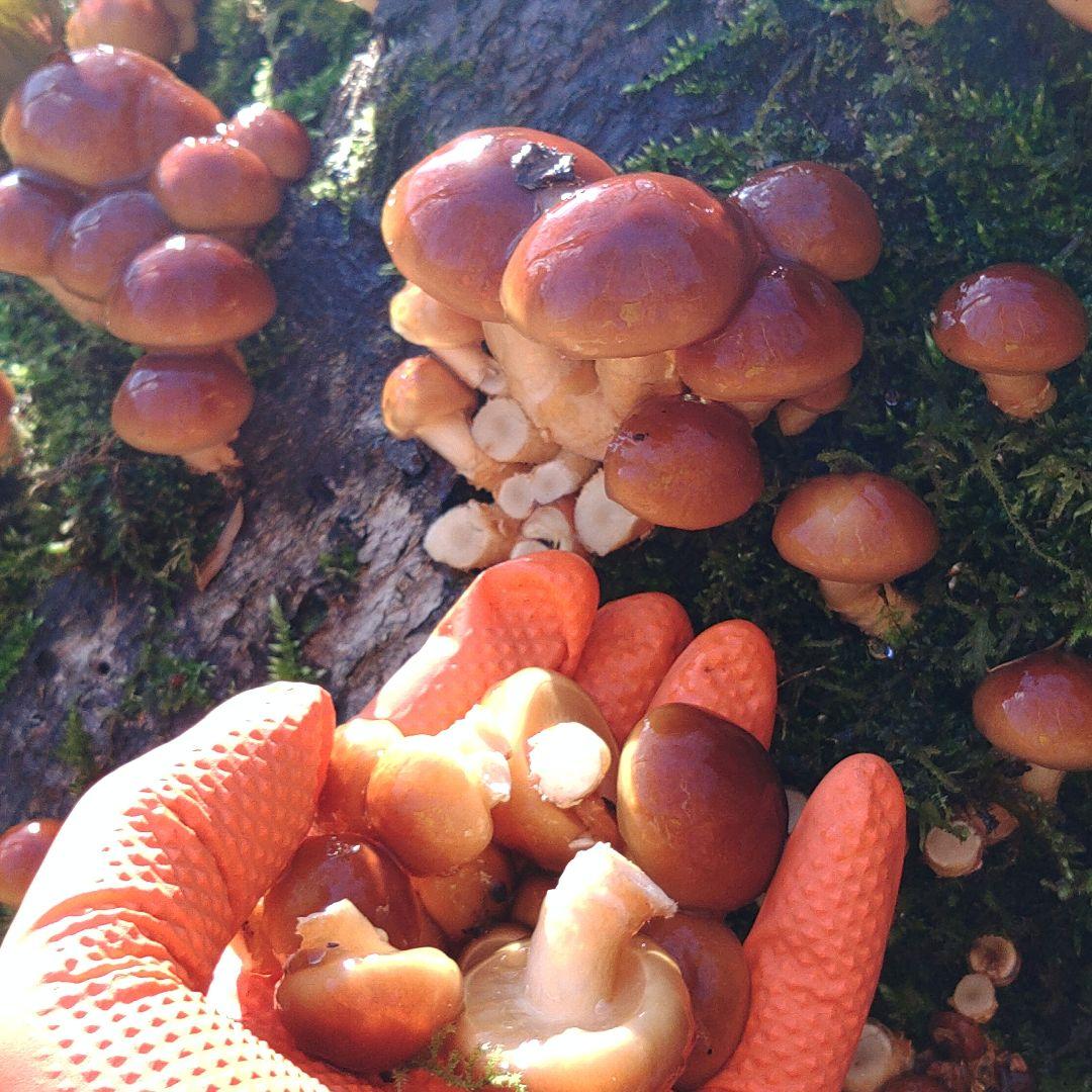 天然なめこ 青森県産 鮮度袋入り3キロ