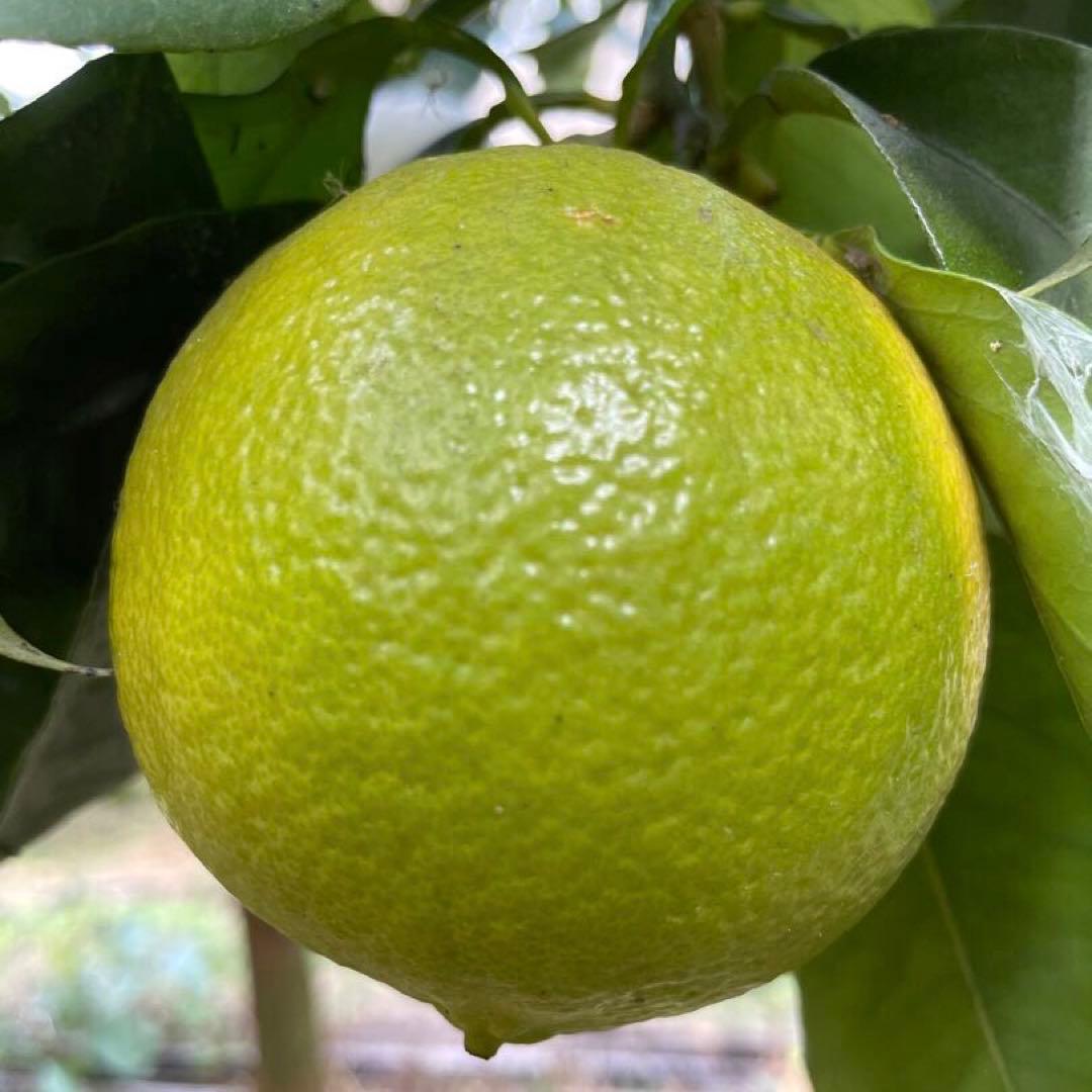 1国産ベルガモットオレンジ果実香りが強い露地栽培約9k A品（一部分B品含む）