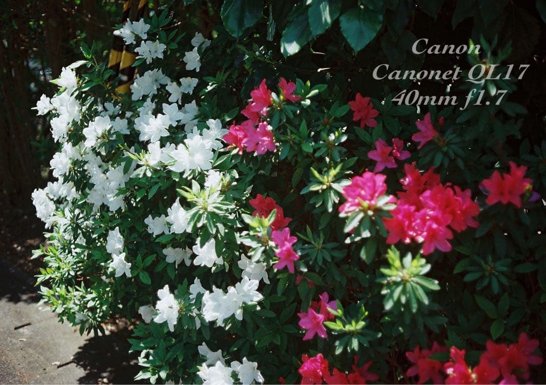 ★完動品＊美品＊初期保証★canon canonet ql17 ★作例多数！