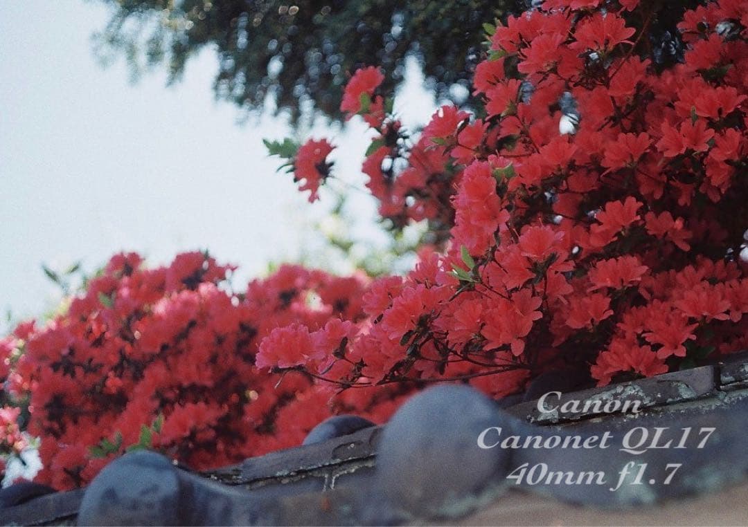 ★完動品＊美品＊初期保証★canon canonet ql17 ★作例多数！