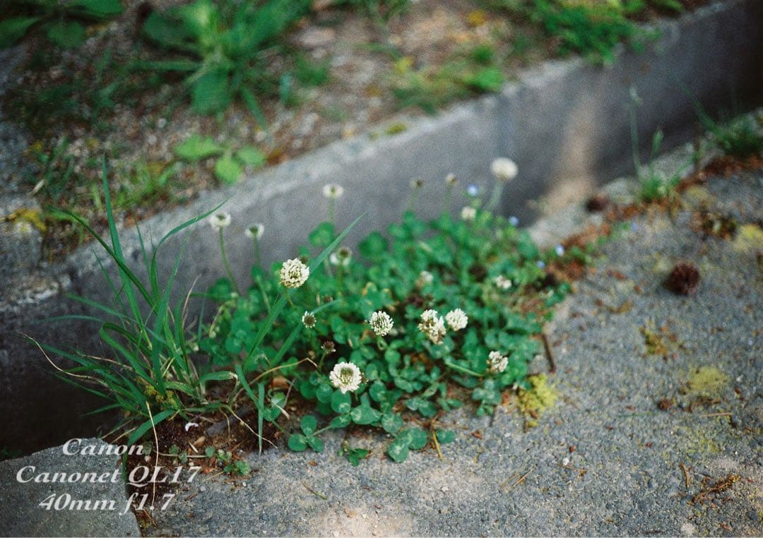 ★完動品＊美品＊初期保証★canon canonet ql17 ★作例多数！