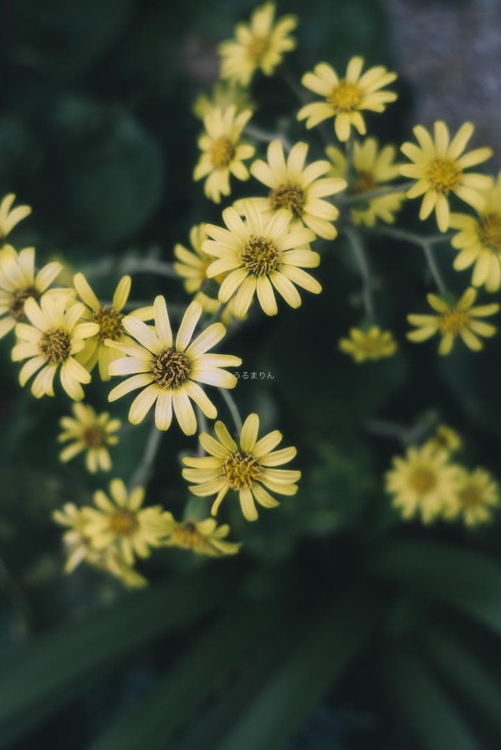 銘玉！Leica Summicron 50mm 1st Collapsible