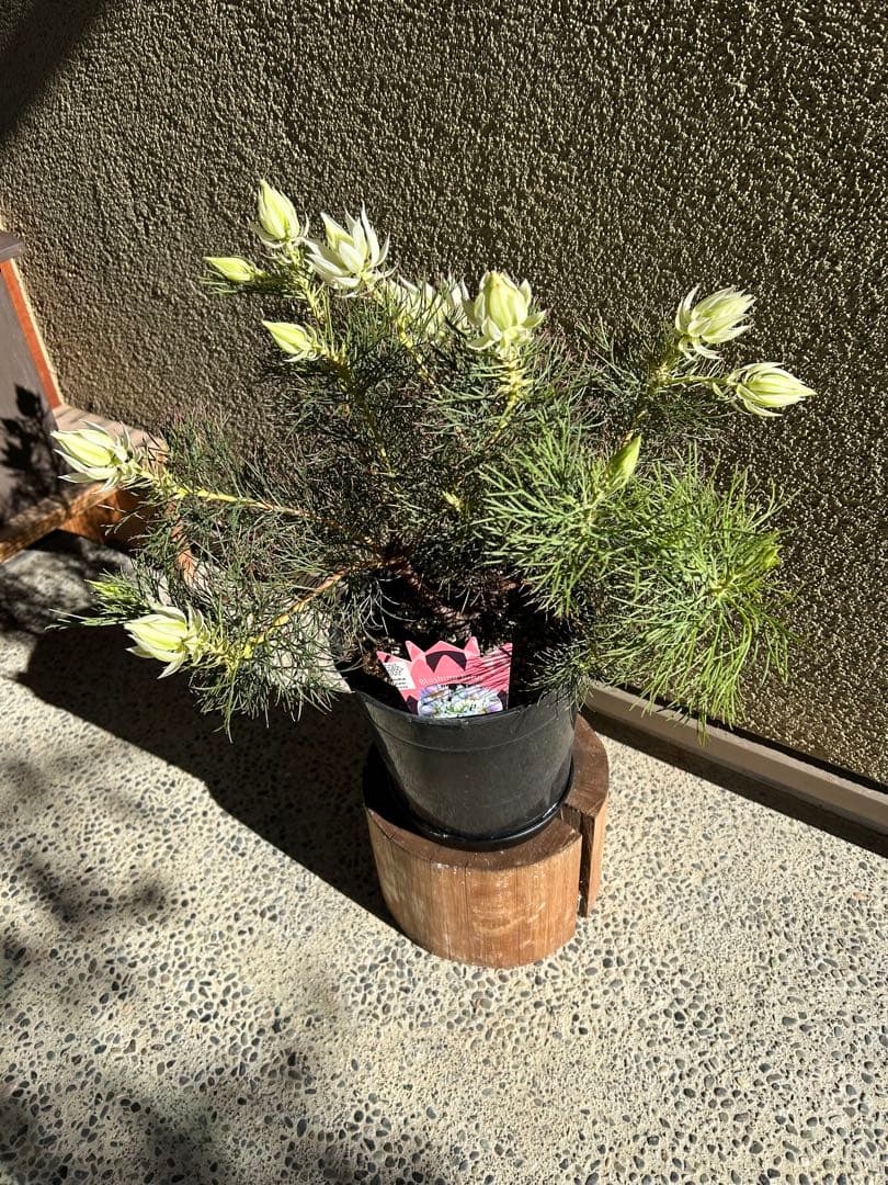 セルリアブラッシングブライド7号