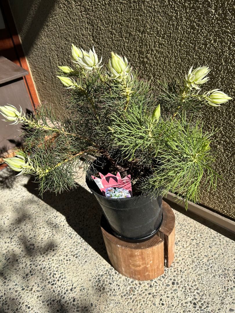 セルリアブラッシングブライド7号