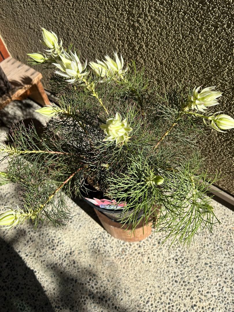 セルリアブラッシングブライド7号