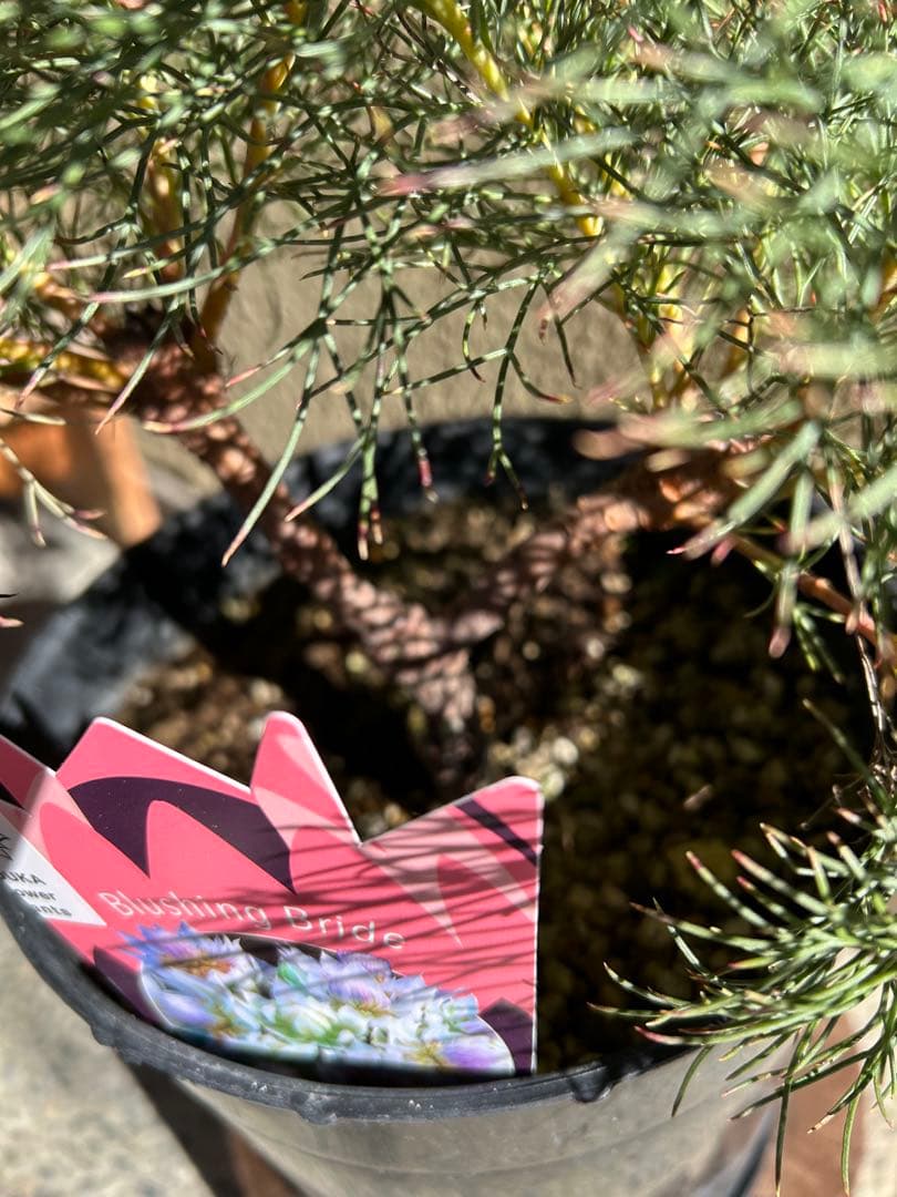 セルリアブラッシングブライド7号