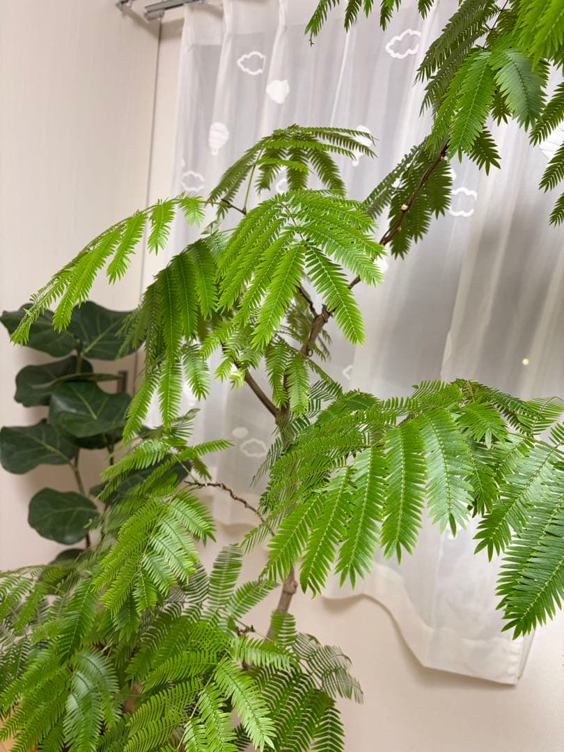 【直接取引のみ 東京都北区】エバーフレッシュ 観葉植物 約170cm プラ鉢のみ