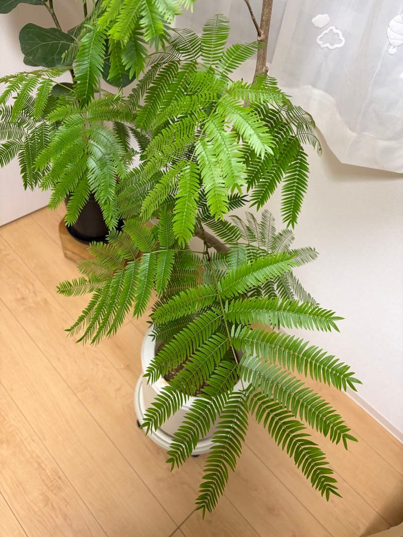 【直接取引のみ 東京都北区】エバーフレッシュ 観葉植物 約170cm プラ鉢のみ