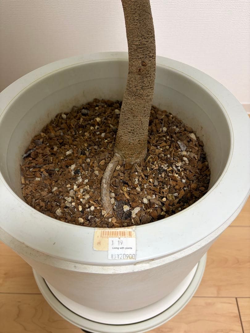 【直接取引のみ 東京都北区】エバーフレッシュ 観葉植物 約170cm プラ鉢のみ