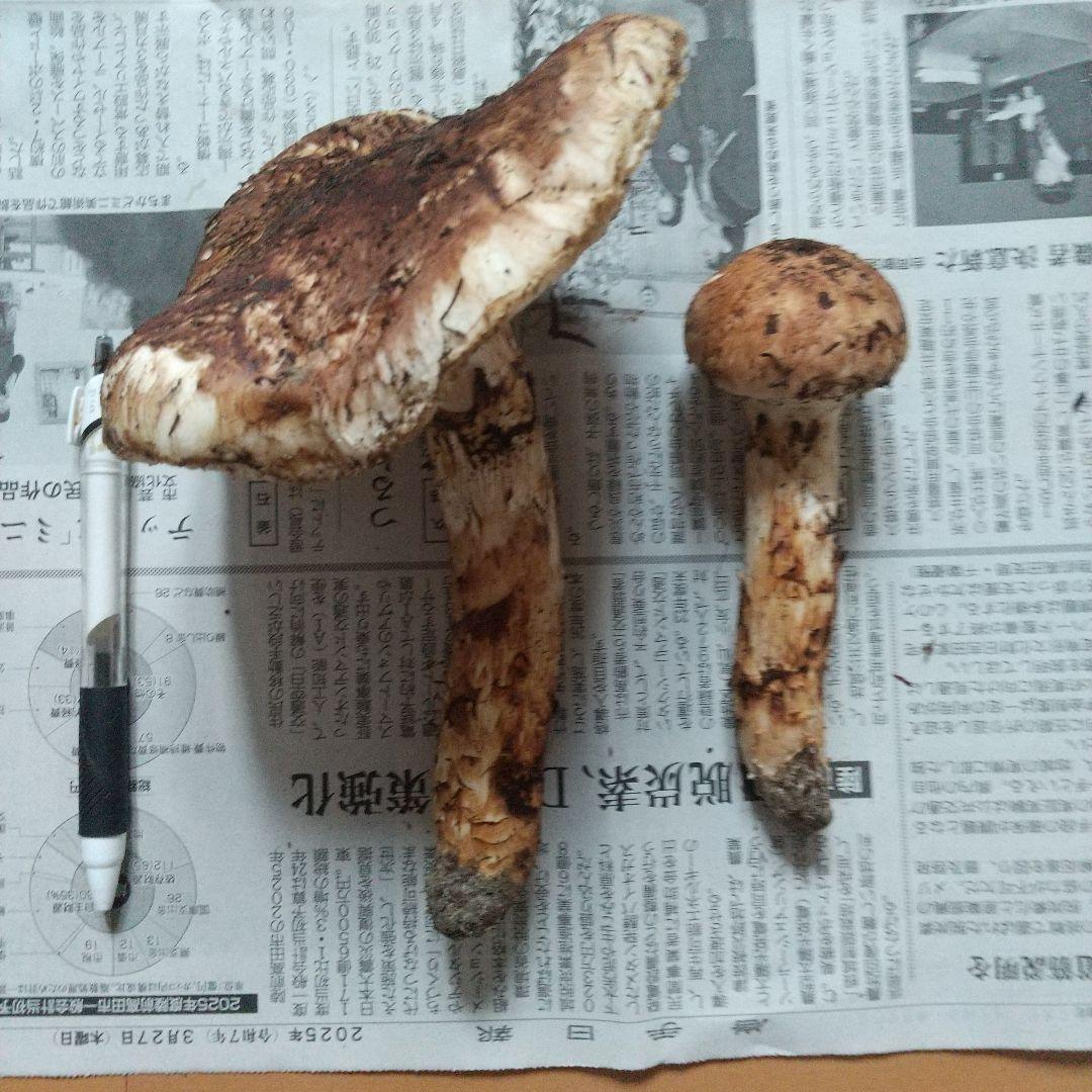 岩手県産 天然高級松茸 本日採れたて 松茸2本 10月18日限定
