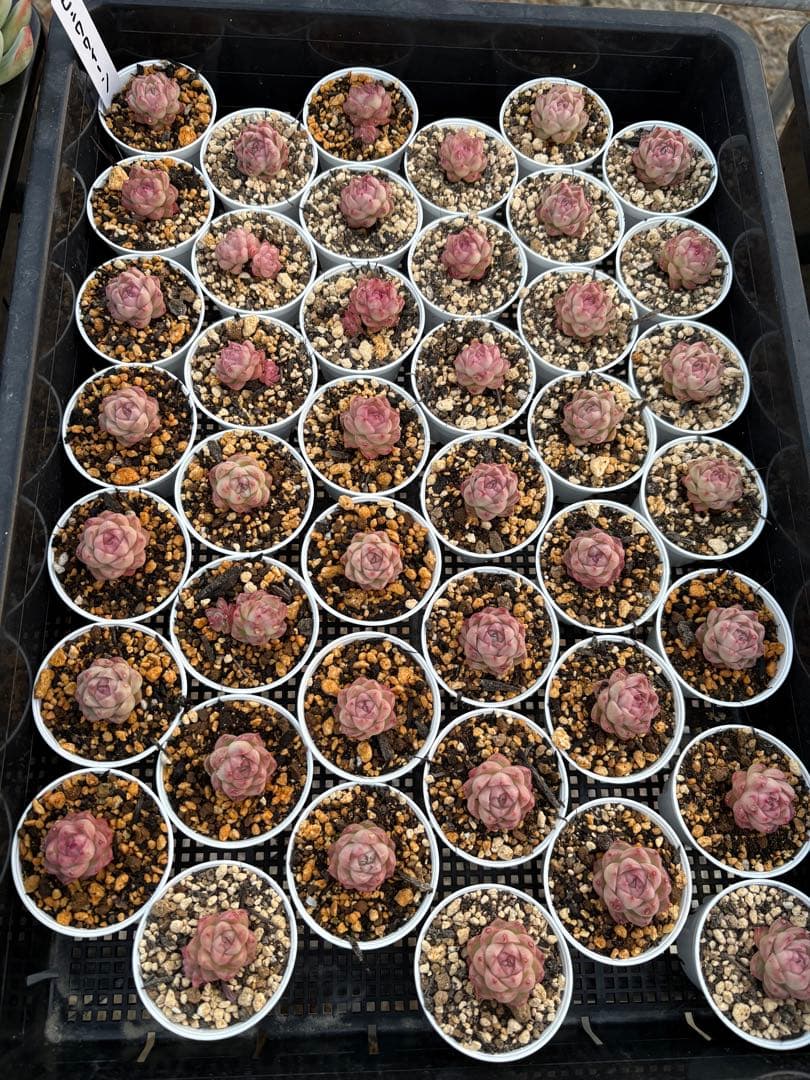 ☆彩乃助☆様 おまとめ追加分