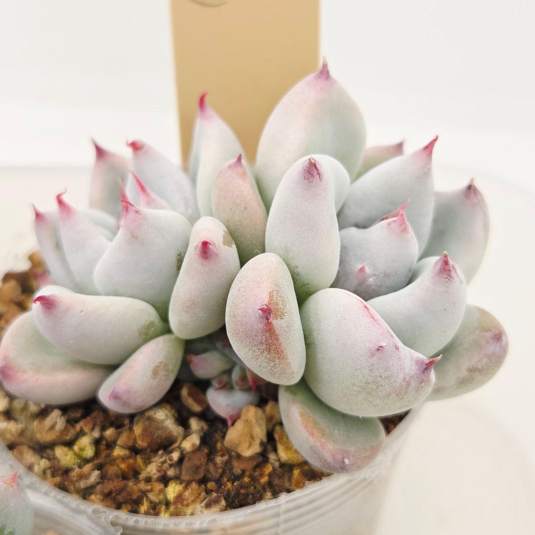 ひかる様 5苗 メルカリ便送料込