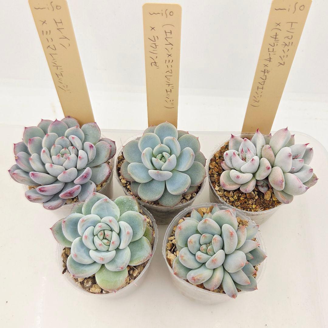 ひかる様 5苗 メルカリ便送料込