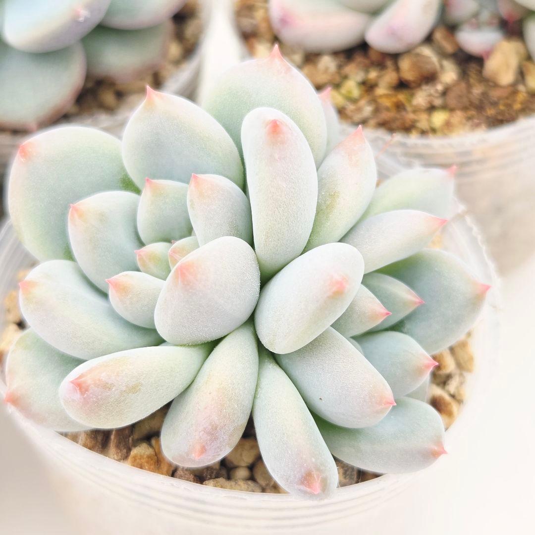 ひかる様 5苗 メルカリ便送料込