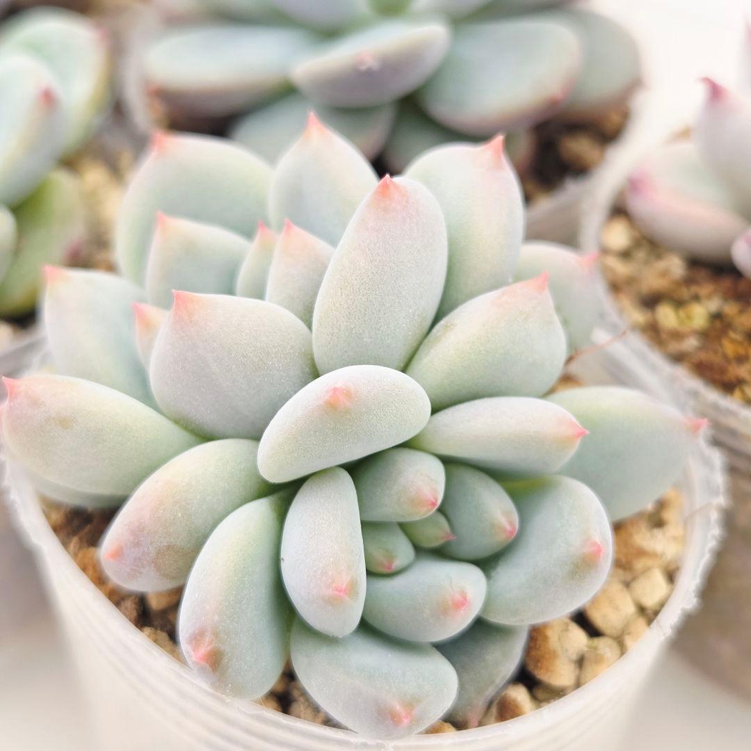 ひかる様 5苗 メルカリ便送料込