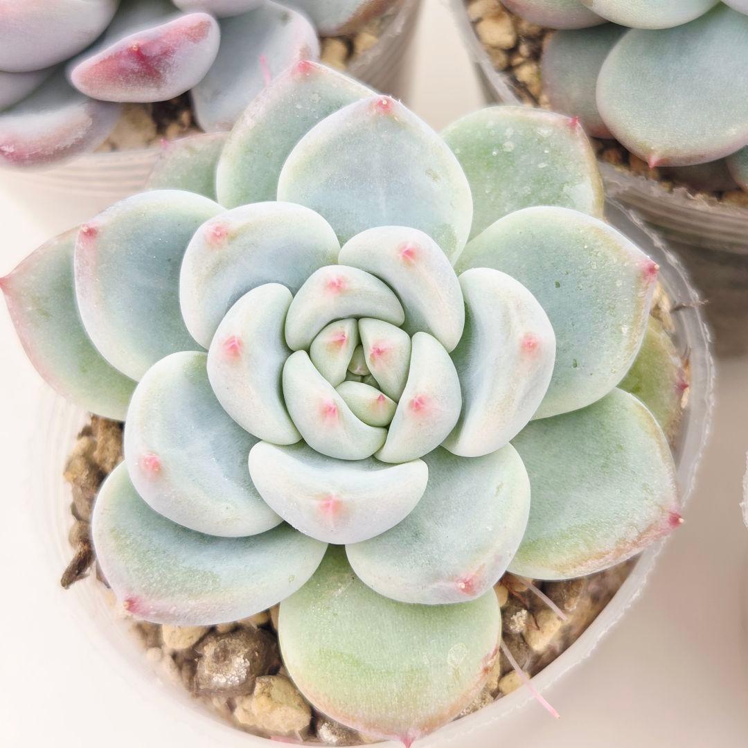 ひかる様 5苗 メルカリ便送料込