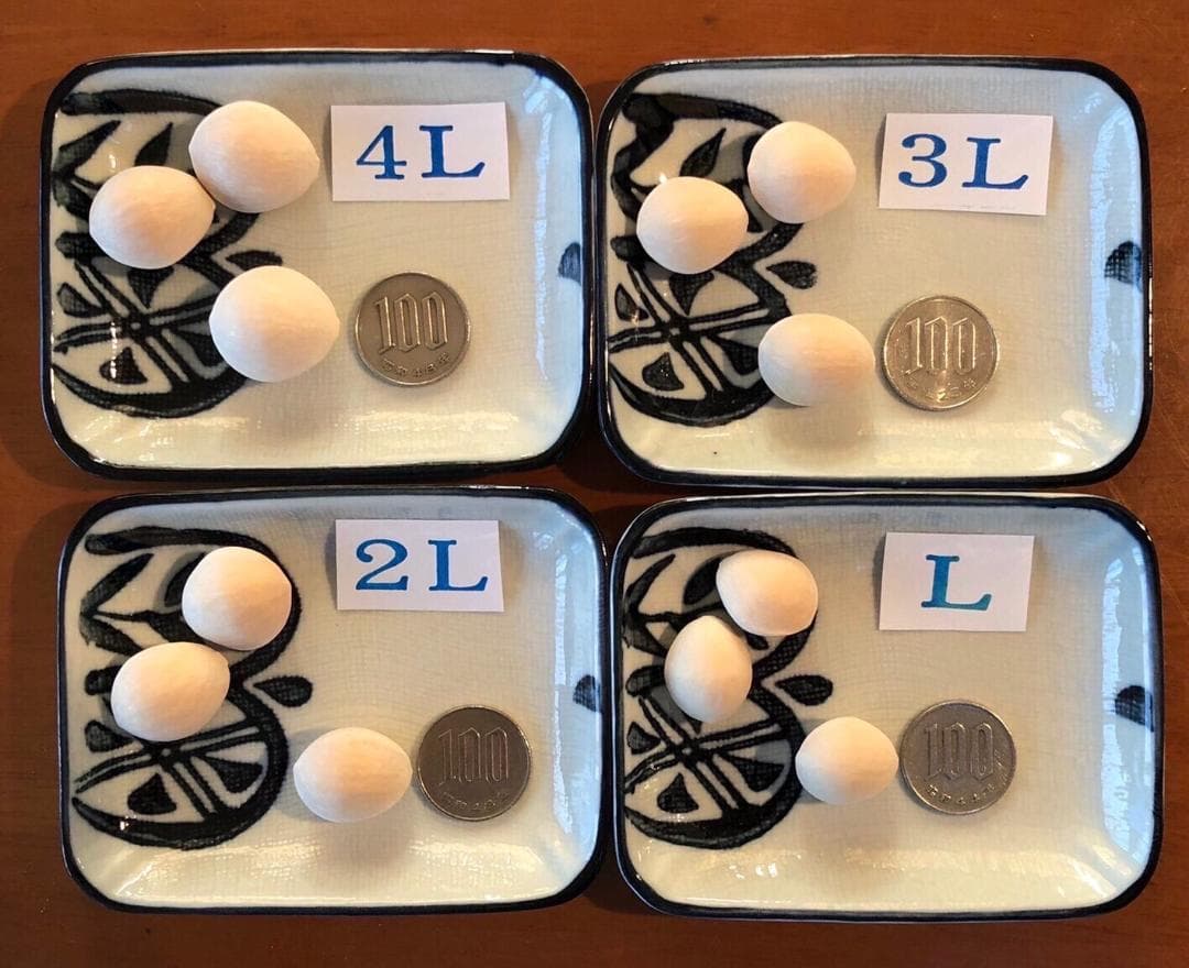 2025年新物 藤九郎 銀杏 祖父江産 4L 2kg