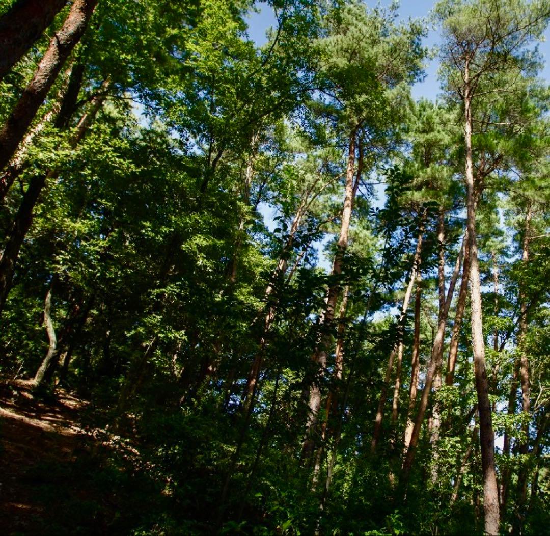 【今期最終‼︎ 希少品‼︎ 厳選セット 150g】本日採れ‼︎ 松茸◆クール便発送◆