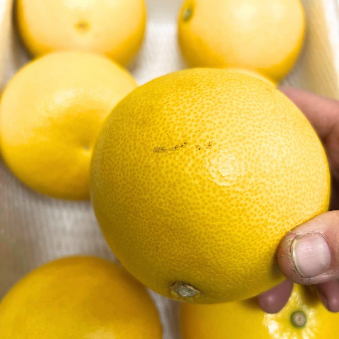 文旦　土佐文旦　ハウス栽培　　38