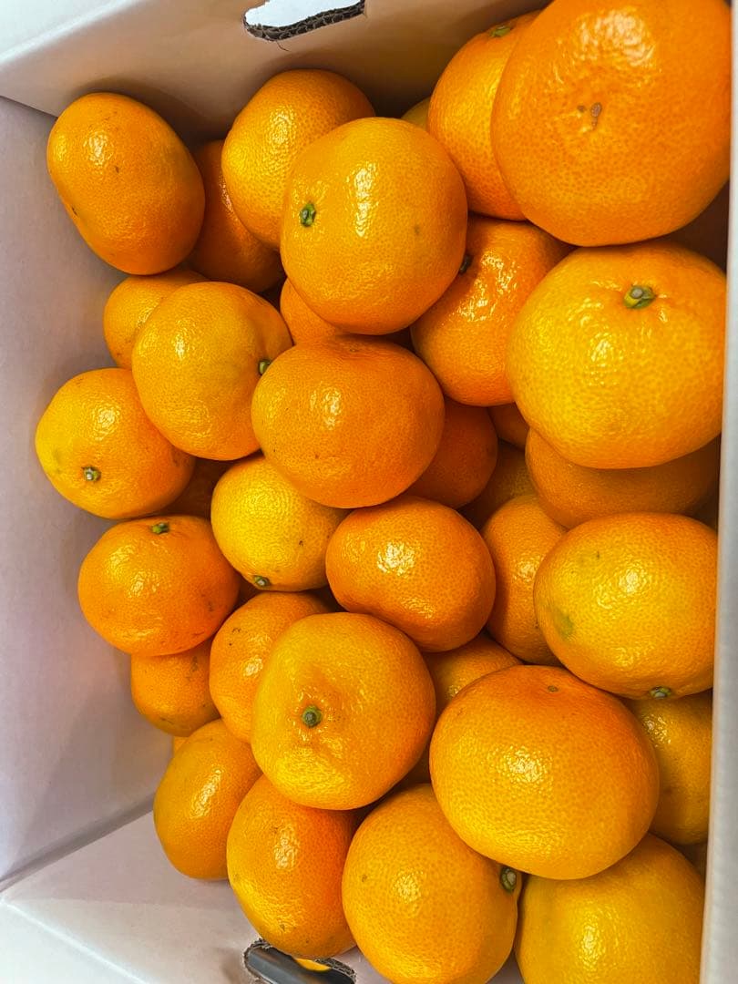 みかん　20kg M〜2Sサイズ　熊本県産
