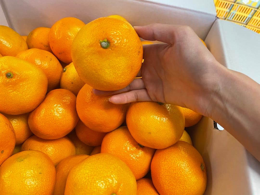 みかん　20kg M〜2Sサイズ　熊本県産