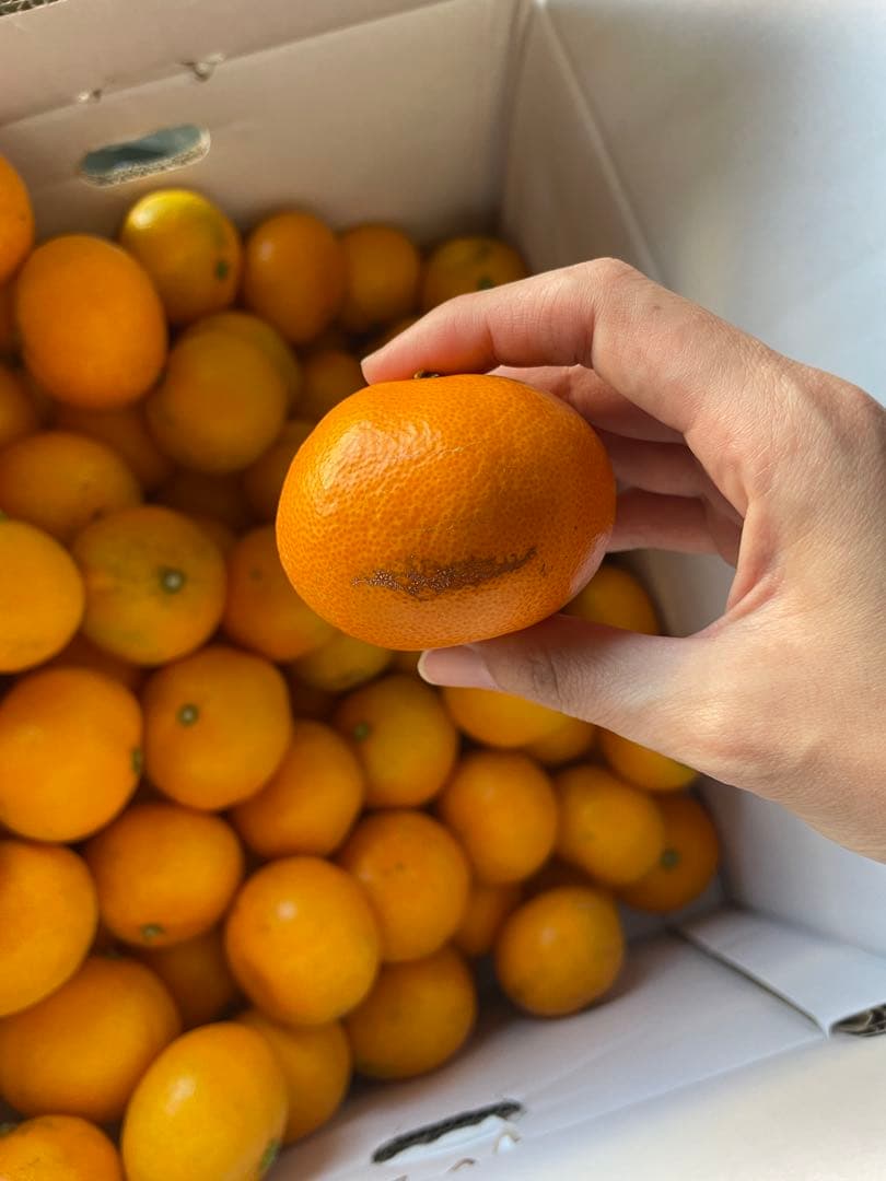 みかん　20kg M〜2Sサイズ　熊本県産