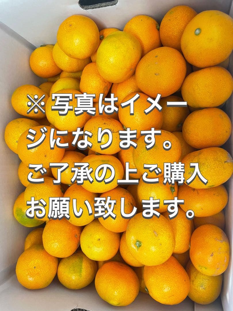 みかん　20kg M〜2Sサイズ　熊本県産