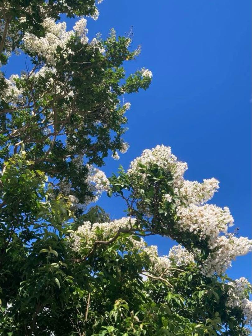 はなえみ　日本蜜蜂　ニホンミツバチ　生ハチミツ　蜂蜜　1120g
