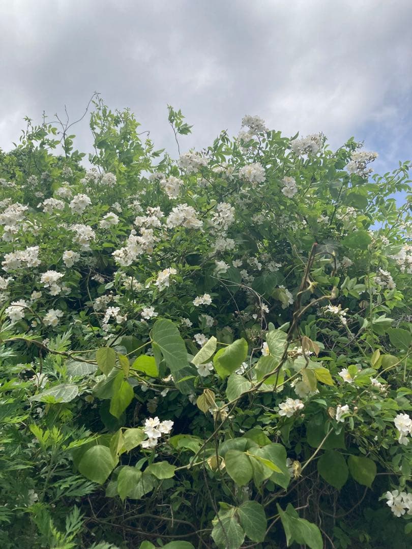 はなえみ　日本蜜蜂　ニホンミツバチ　生ハチミツ　蜂蜜　1120g