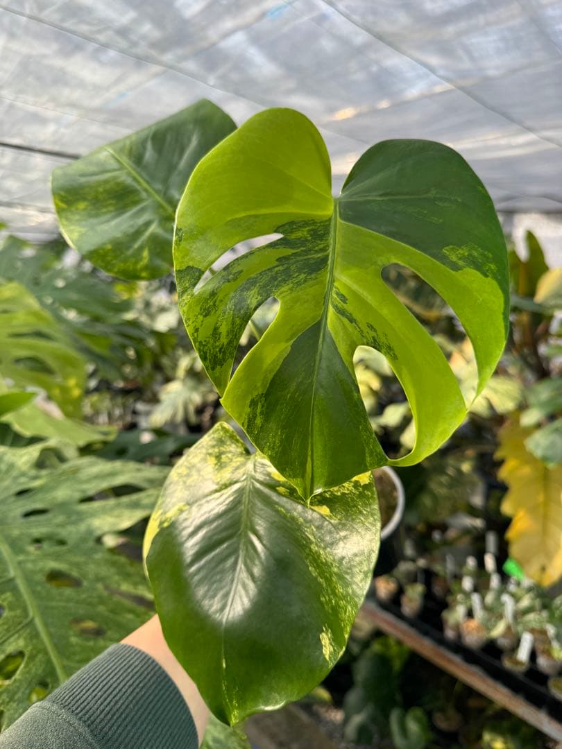 モンステラ　イエローマリリン　黄斑入り　健康株　朝礼セール
