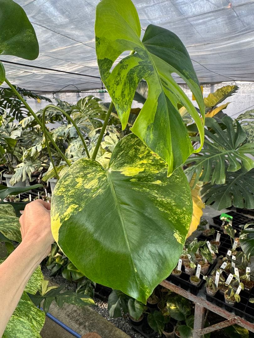 モンステラ　イエローマリリン　黄斑入り　健康株　朝礼セール